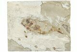 Cretaceous Fossil Fish (Armigatus) - Lebanon #238347-1